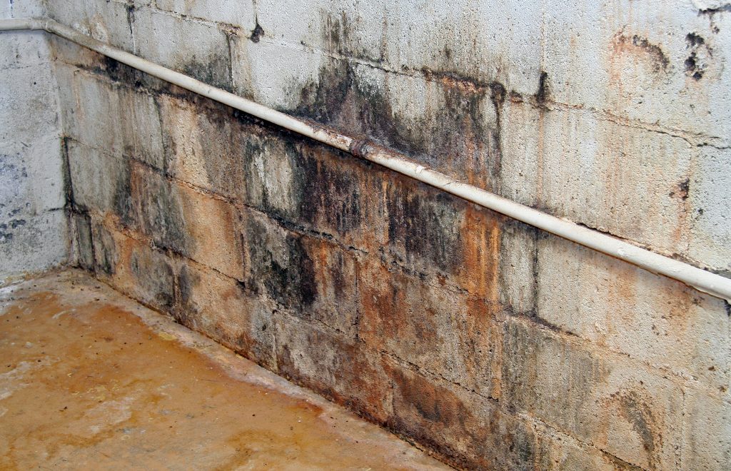 Moldy basement in duluth