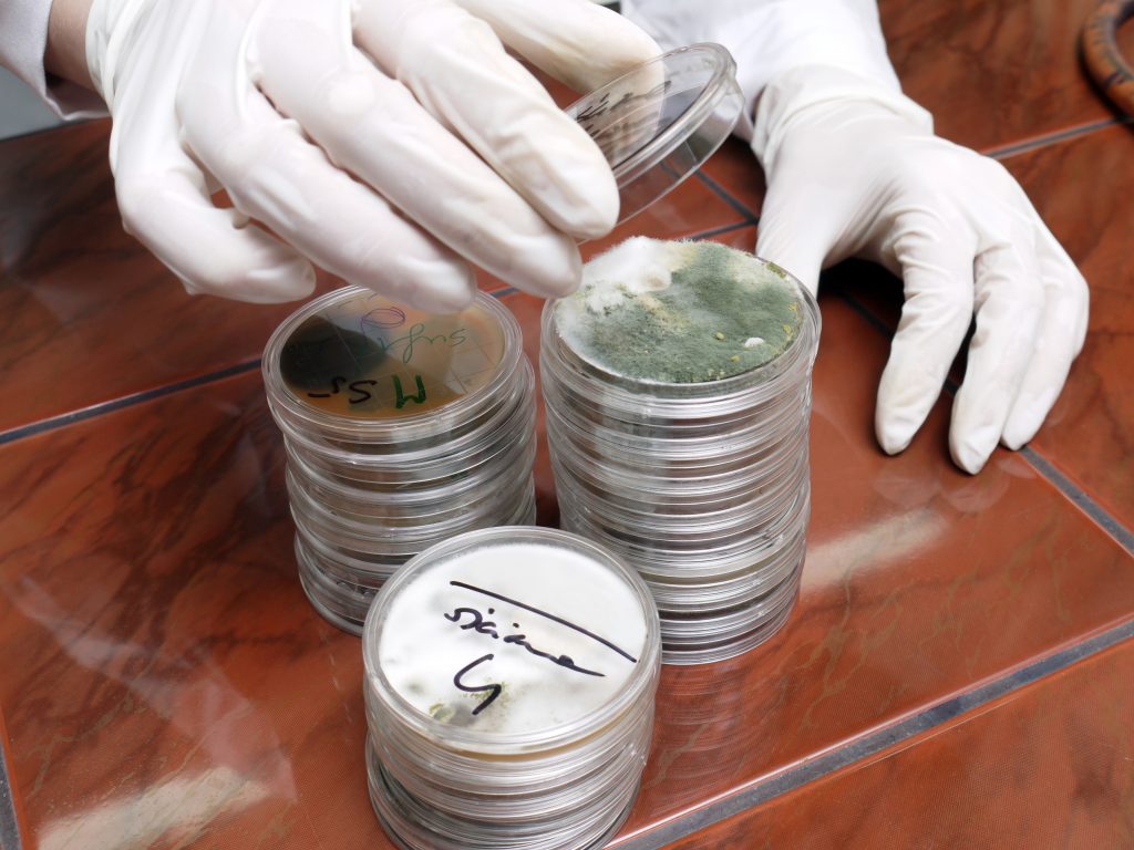 Mold samples from a source in Duluth, MN
