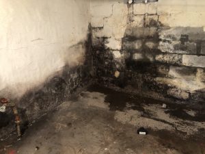 black mold growth, Duluth basement. Dryco Restoration Services. basement before mold removal/remediation