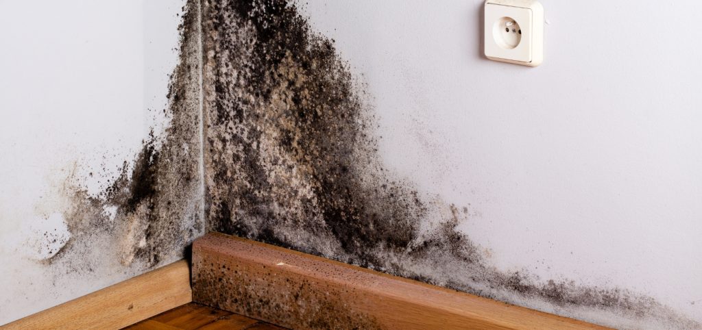 Mold Damage Remeditation, Mold Prevention