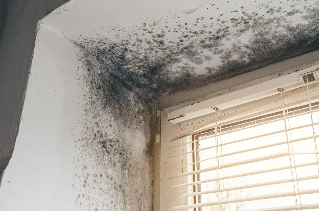 Black mold growth on walls and ceiling near window with blinds Do I need Mold Remediation?
