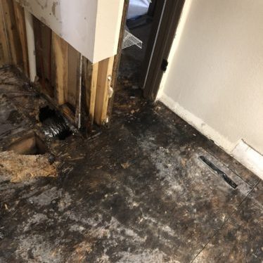 Subfloor affected by Mold Damage