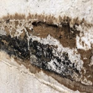 mold-damage